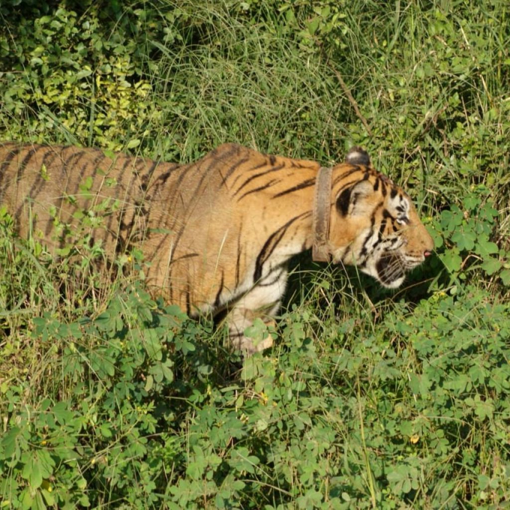 Tiger sighting in Sariska Park